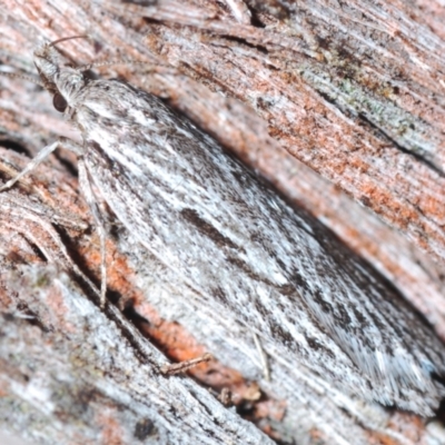 Leistarcha scitissimella (A Timber Moth) at Canberra Central, ACT - 23 Aug 2023 by Harrisi