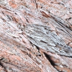 Leistarcha scitissimella at Canberra Central, ACT - 23 Aug 2023