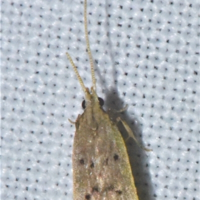 Lecithocera imprudens (Lecithocera imprudens) at Sheldon, QLD - 20 Aug 2021 by PJH123