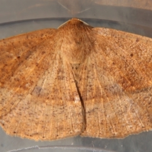 Idiodes siculoides at Moruya, NSW - suppressed