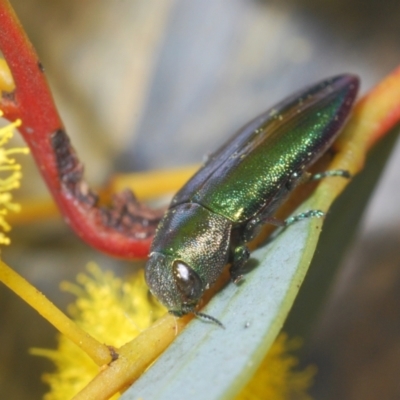 Melobasis obscurella (Obscurella jewel beetle) at Canberra Central, ACT - 23 Aug 2023 by Harrisi