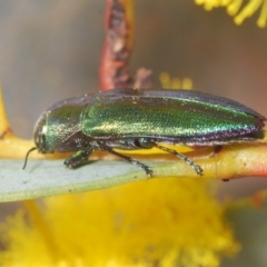 Melobasis obscurella at Canberra Central, ACT - 23 Aug 2023 02:44 PM