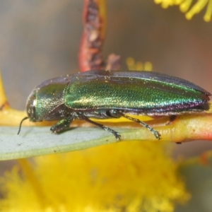 Melobasis obscurella at Canberra Central, ACT - 23 Aug 2023 02:44 PM