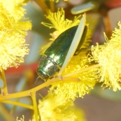 Melobasis obscurella at Canberra Central, ACT - 23 Aug 2023