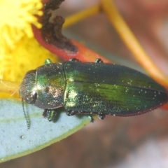 Melobasis obscurella at Canberra Central, ACT - 23 Aug 2023