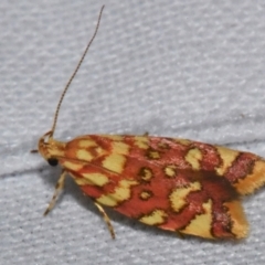 Tisobarica pyrrhella (A Concealer moth) at Sheldon, QLD - 20 Aug 2021 by PJH123