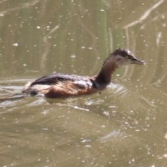 Tachybaptus novaehollandiae (Australasian Grebe) at Point Hut Pond - 23 Aug 2023 by RodDeb