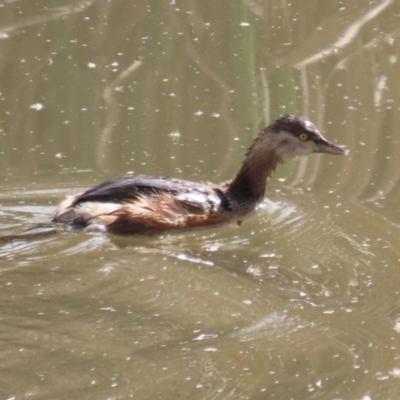 Tachybaptus novaehollandiae (Australasian Grebe) at Point Hut Pond - 23 Aug 2023 by RodDeb