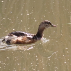 Tachybaptus novaehollandiae at Gordon, ACT - 23 Aug 2023