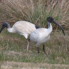 Threskiornis molucca (Australian White Ibis) at Point Hut Pond - 23 Aug 2023 by RodDeb