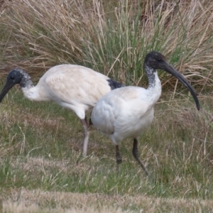 Threskiornis molucca at Gordon, ACT - 23 Aug 2023