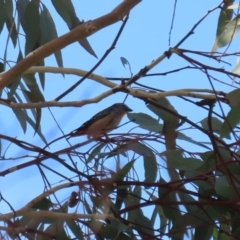 Pardalotus punctatus at Gordon, ACT - 23 Aug 2023