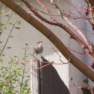 Malurus cyaneus at Gordon, ACT - 23 Aug 2023 01:11 PM