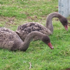 Cygnus atratus (Black Swan) at Gordon, ACT - 23 Aug 2023 by RodDeb