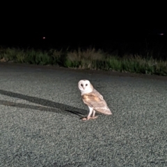 Tyto javanica (Eastern Barn Owl) at Hay South, NSW - 21 Aug 2023 by MattM