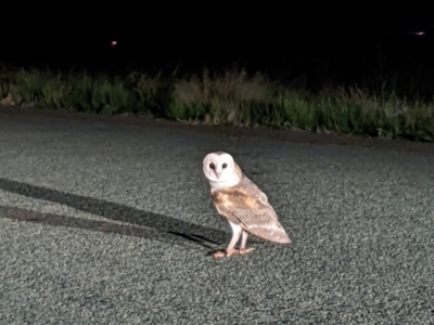 Tyto alba (Barn Owl) at Hay South, NSW - 21 Aug 2023 by MattM