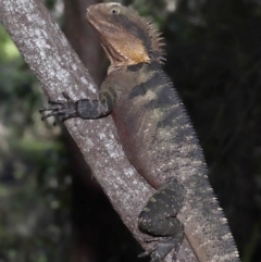 Intellagama lesueurii lesueurii (Eastern Water Dragon) at Capalaba, QLD - 23 Aug 2023 by TimL