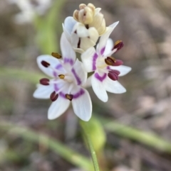 Wurmbea dioica subsp. dioica (Early Nancy) at Majura, ACT - 23 Aug 2023 by waltraud