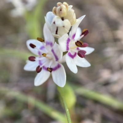 Wurmbea dioica subsp. dioica (Early Nancy) at Majura, ACT - 23 Aug 2023 by waltraud
