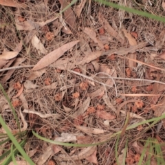 Calyptorhynchus lathami (Glossy Black-Cockatoo) at Eden, NSW - 17 Aug 2023 by plants