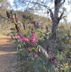 Indigofera australis subsp. australis (Australian Indigo) at Majura, ACT - 23 Aug 2023 by waltraud