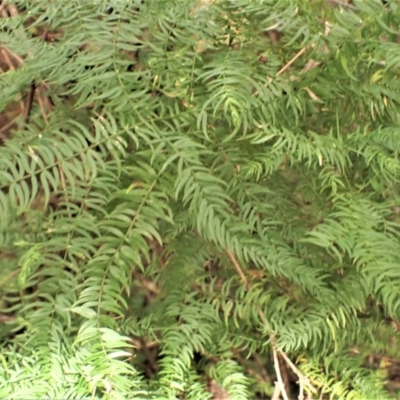 Asparagus scandens (Snakefeather ) at Eden, NSW - 17 Aug 2023 by plants