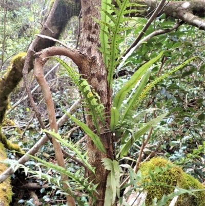 Microsorum scandens (Fragrant Fern) at Eden, NSW - 17 Aug 2023 by plants