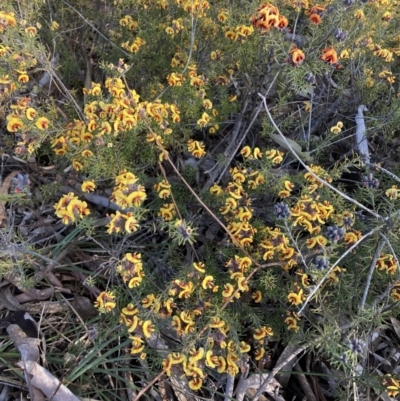 Dillwynia sp. Yetholme (P.C.Jobson 5080) NSW Herbarium at Hackett, ACT - 23 Aug 2023 by waltraud