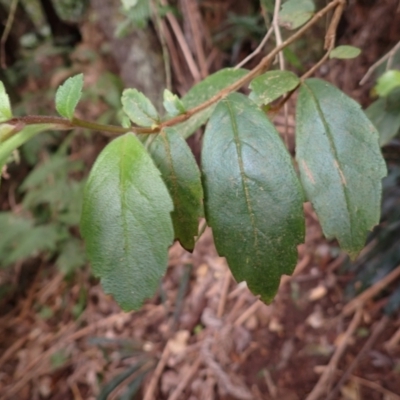 Fieldia australis at Nadgee, NSW - 17 Aug 2023 by plants