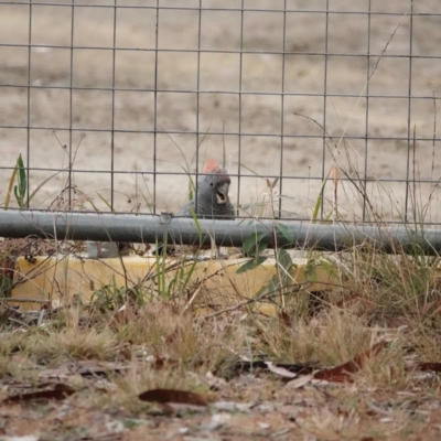 Callocephalon fimbriatum (Gang-gang Cockatoo) at Broulee, NSW - 23 Aug 2023 by Gee