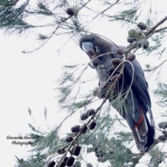 Calyptorhynchus lathami (Glossy Black-Cockatoo) at Broulee, NSW - 19 Aug 2023 by Gee