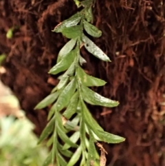 Tmesipteris parva (Small Fork Fern) at Nadgee, NSW - 17 Aug 2023 by plants