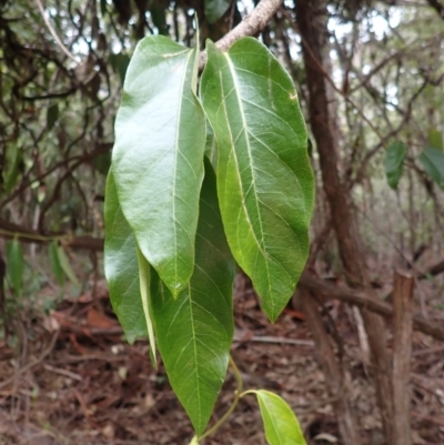 Parsonsia straminea (Common Silkpod) at Nadgee, NSW - 18 Aug 2023 by plants