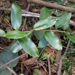 Marsdenia flavescens (Hairy Milk Vine) at Wapengo, NSW - 18 Aug 2023 by plants