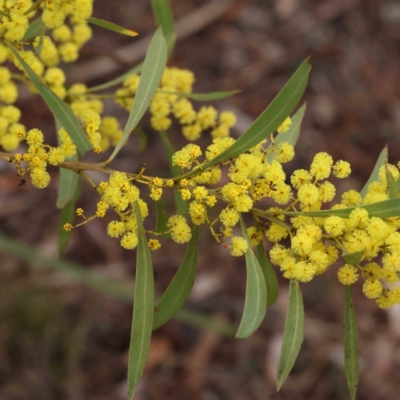 Acacia rubida (Red-stemmed Wattle, Red-leaved Wattle) at Bruce Ridge to Gossan Hill - 21 Aug 2023 by ConBoekel