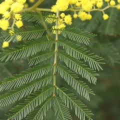 Acacia decurrens at Bruce, ACT - 21 Aug 2023 11:08 AM