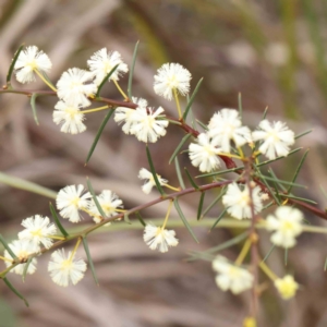 Acacia genistifolia at Bruce, ACT - 21 Aug 2023 11:00 AM