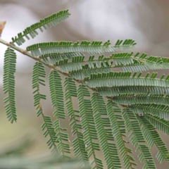 Acacia mearnsii (Black Wattle) at Bruce, ACT - 21 Aug 2023 by ConBoekel