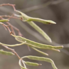 Acacia mearnsii at Bruce, ACT - 21 Aug 2023