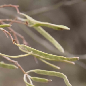 Acacia mearnsii at Bruce, ACT - 21 Aug 2023 10:47 AM