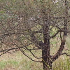 Acacia mearnsii at Bruce, ACT - 21 Aug 2023 10:47 AM