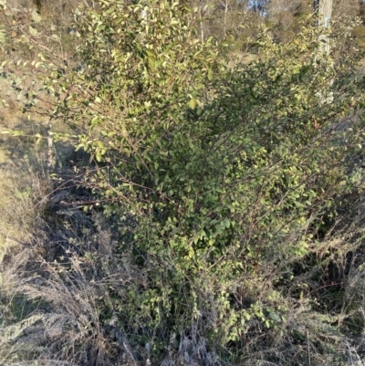 Cotoneaster glaucophyllus (Cotoneaster) at Majura, ACT - 23 Aug 2023 by waltraud