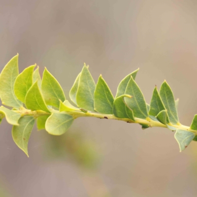 Acacia cultriformis (Knife Leaf Wattle) at Bruce Ridge to Gossan Hill - 21 Aug 2023 by ConBoekel