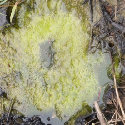 Alga / Cyanobacterium at Bruce, ACT - 21 Aug 2023 by ConBoekel