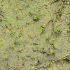 Alga / Cyanobacterium at Bruce, ACT - 21 Aug 2023 by ConBoekel