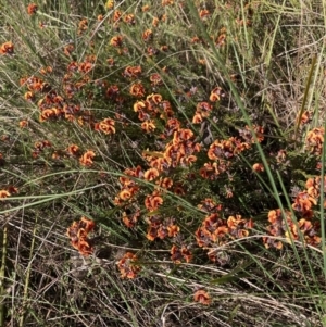 Dillwynia sp. Yetholme (P.C.Jobson 5080) NSW Herbarium at Hackett, ACT - 23 Aug 2023