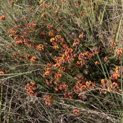 Dillwynia sp. Yetholme (P.C.Jobson 5080) NSW Herbarium at Hackett, ACT - 23 Aug 2023 by waltraud