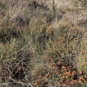 Dillwynia sp. Yetholme (P.C.Jobson 5080) NSW Herbarium at Hackett, ACT - 23 Aug 2023