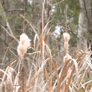 Typha sp. at Bruce, ACT - 21 Aug 2023