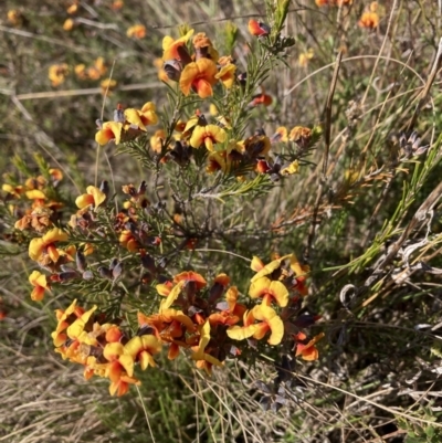 Dillwynia sp. Yetholme (P.C.Jobson 5080) NSW Herbarium at Hackett, ACT - 23 Aug 2023 by waltraud